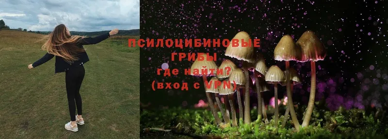 Псилоцибиновые грибы Cubensis  Ковылкино 